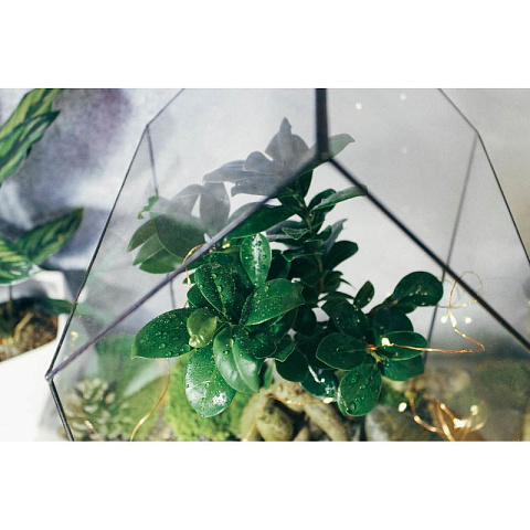 Сад в стекле Домик с бонсай - рис 7.