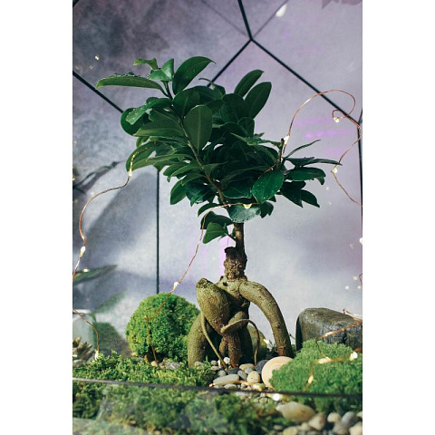 Сад в стекле Домик с бонсай - рис 2.