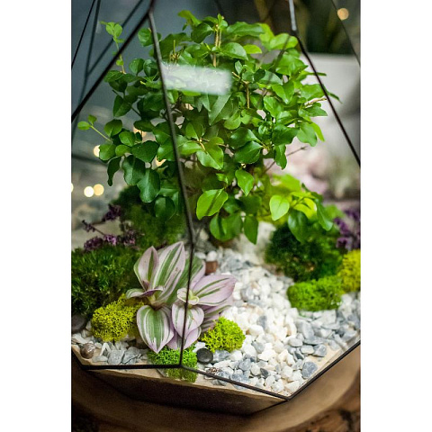 Сад в стекле Гармония природы - рис 7.