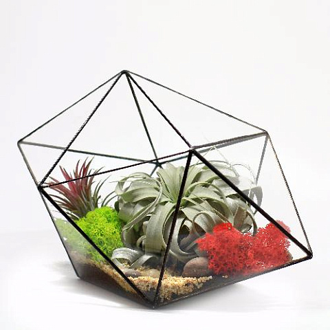 Сад в стекле “Дремучий лес” - рис 3.